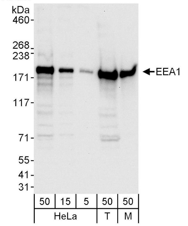 EEA1 Antibody in Western Blot (WB)