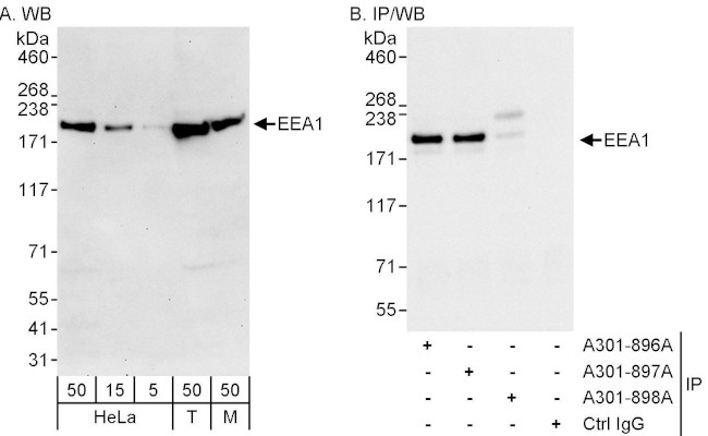 EEA1 Antibody in Western Blot (WB)