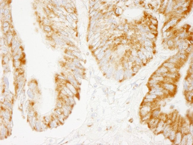 COX4 Antibody in Immunohistochemistry (Paraffin) (IHC (P))