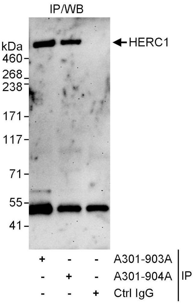 HERC1 Antibody in Immunoprecipitation (IP)
