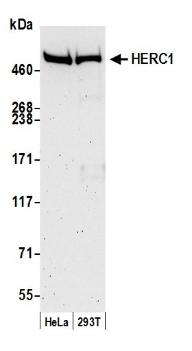 HERC1 Antibody in Western Blot (WB)