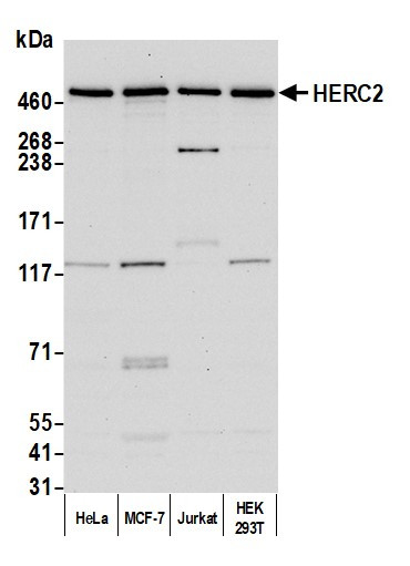 HERC2 Antibody in Western Blot (WB)