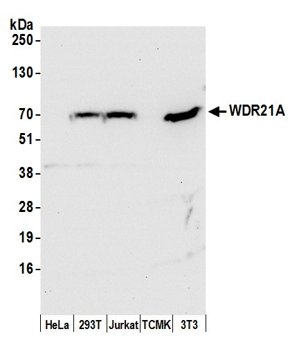 WDR21A Antibody in Western Blot (WB)