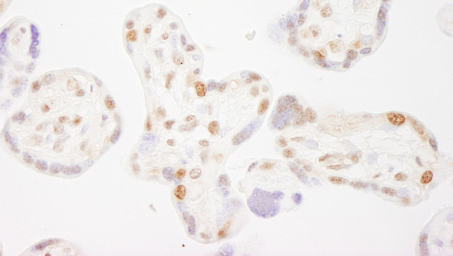 COBRA1 Antibody in Immunohistochemistry (Paraffin) (IHC (P))