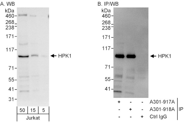 HPK1 Antibody in Western Blot (WB)