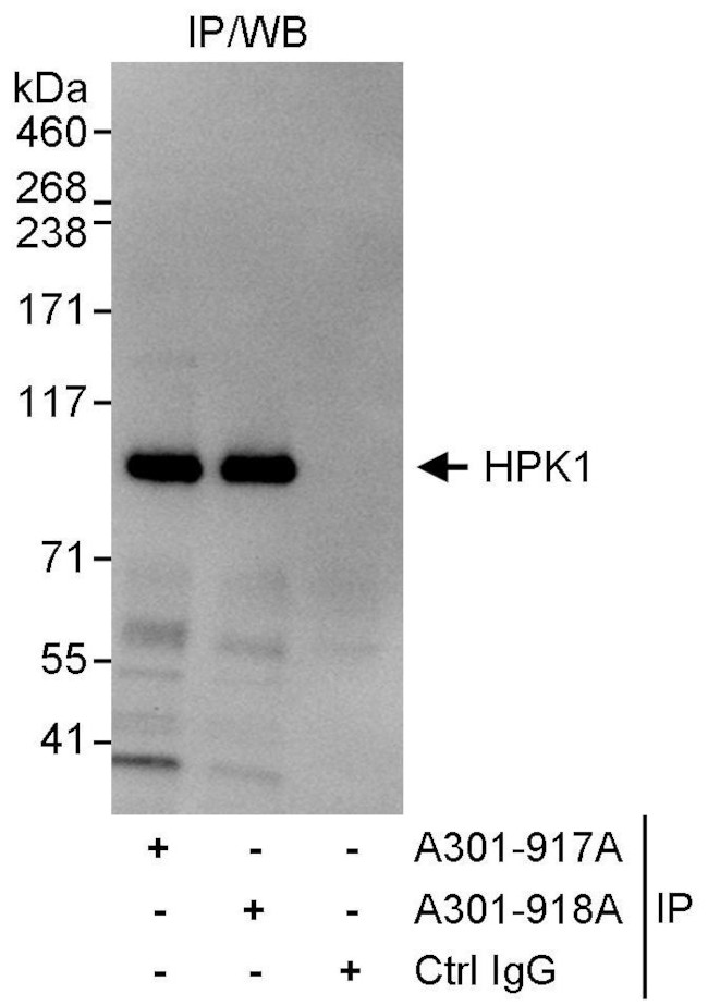HPK1 Antibody in Immunoprecipitation (IP)