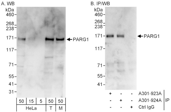 PARG1 Antibody in Western Blot (WB)