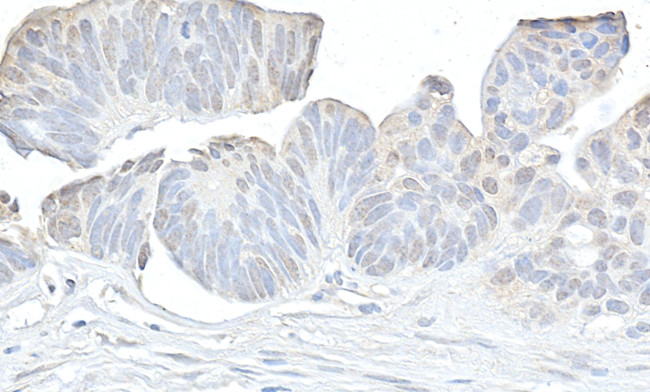 Cyclin K Antibody in Immunohistochemistry (Paraffin) (IHC (P))