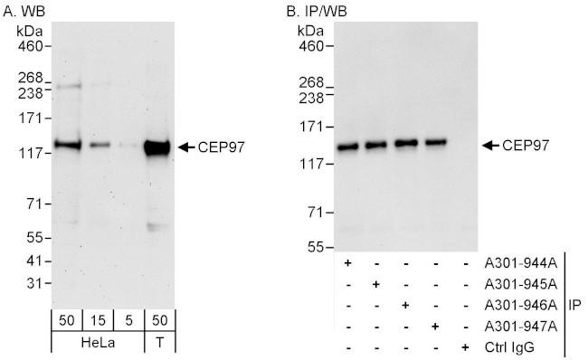 CEP97 Antibody in Western Blot (WB)