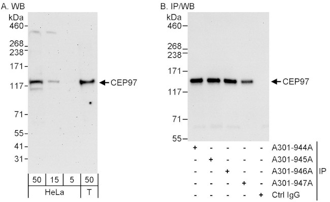CEP97 Antibody in Western Blot (WB)