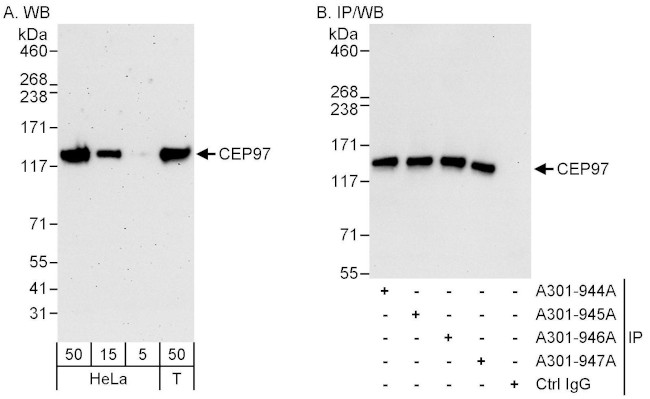 CEP97 Antibody in Western Blot (WB)