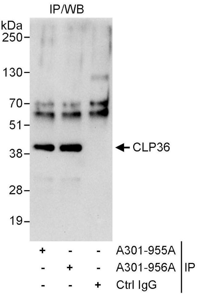 CLP36 Antibody in Immunoprecipitation (IP)