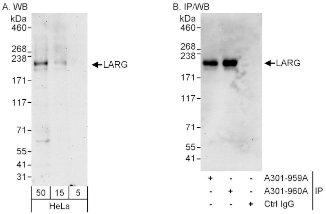 LARG Antibody in Western Blot (WB)