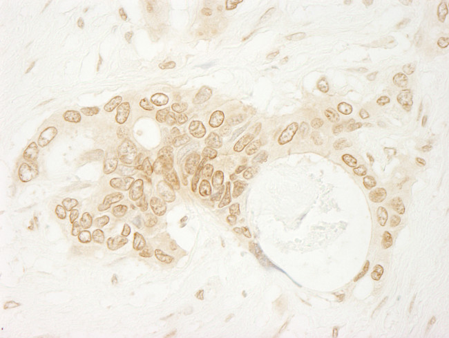 ARHGEF16 Antibody in Immunohistochemistry (Paraffin) (IHC (P))