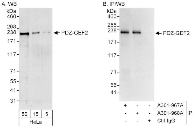 PDZ-GEF2 Antibody in Western Blot (WB)