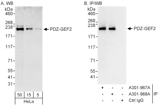 PDZ-GEF2 Antibody in Western Blot (WB)