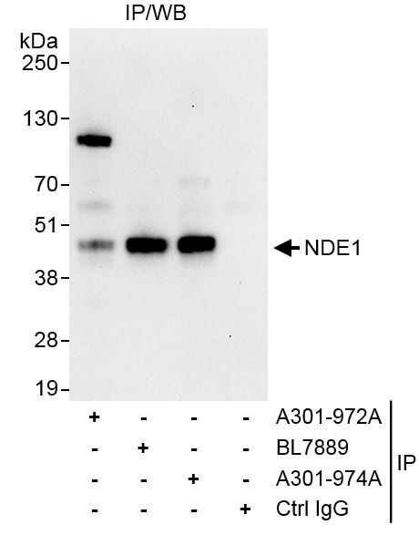 NDE1 Antibody in Immunoprecipitation (IP)
