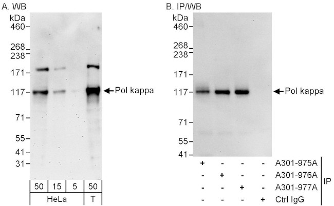 Pol kappa Antibody in Western Blot (WB)