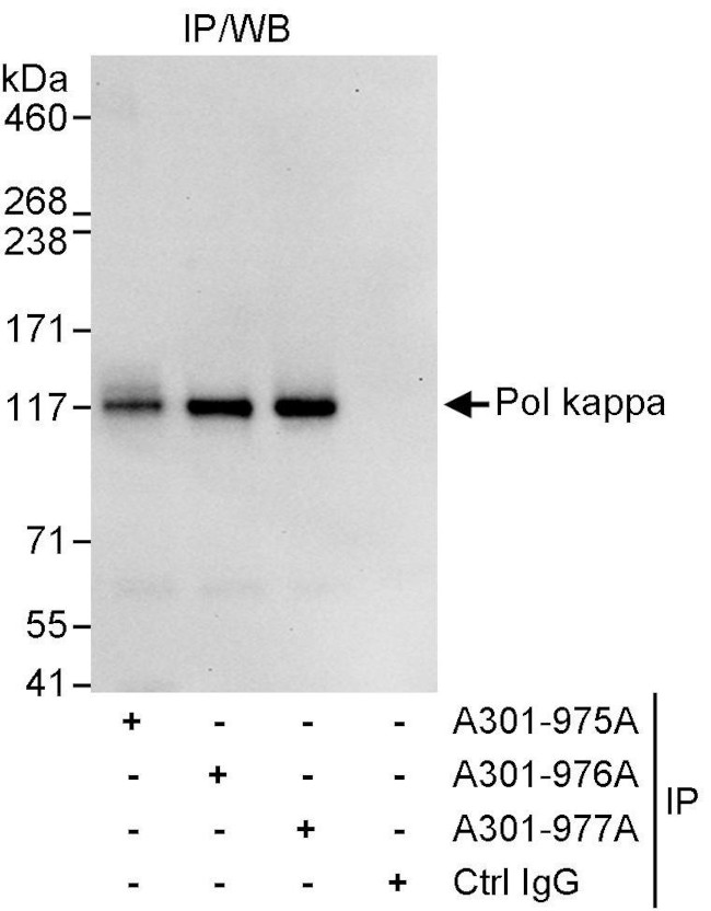 Pol kappa Antibody in Immunoprecipitation (IP)