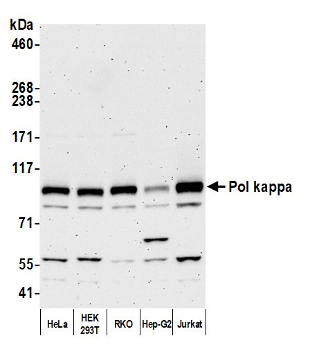 Pol kappa Antibody in Western Blot (WB)