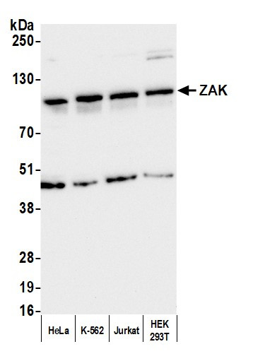ZAK Antibody in Western Blot (WB)