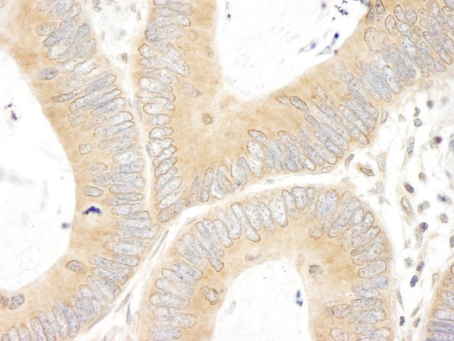 ABC50 Antibody in Immunohistochemistry (Paraffin) (IHC (P))