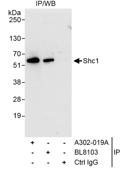Shc1 Antibody in Immunoprecipitation (IP)
