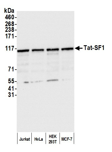 Tat-SF1 Antibody in Western Blot (WB)