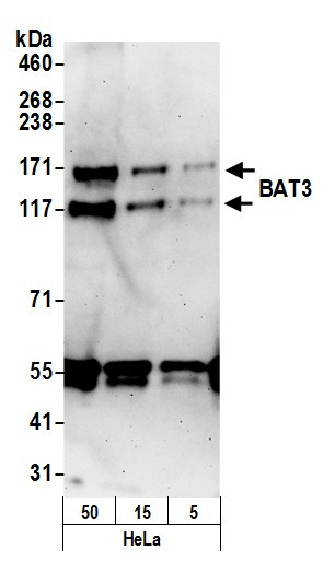 BAT3 Antibody in Western Blot (WB)