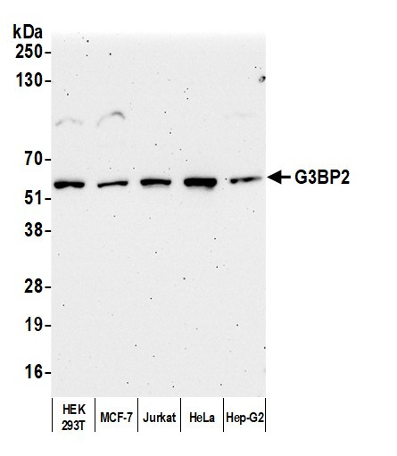 G3BP2 Antibody in Western Blot (WB)
