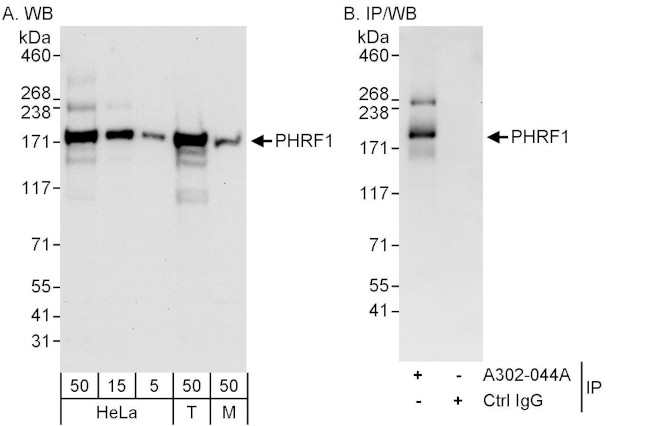 PHRF1 Antibody in Western Blot (WB)