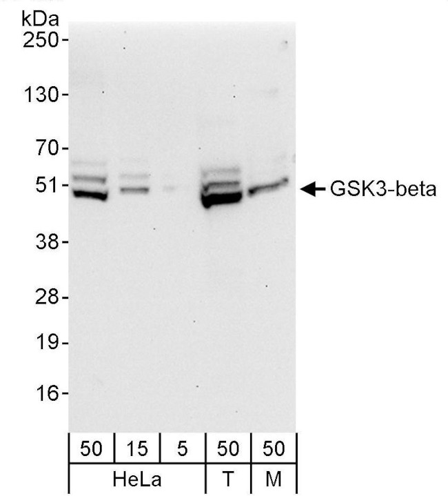 GSK3-beta Antibody in Western Blot (WB)