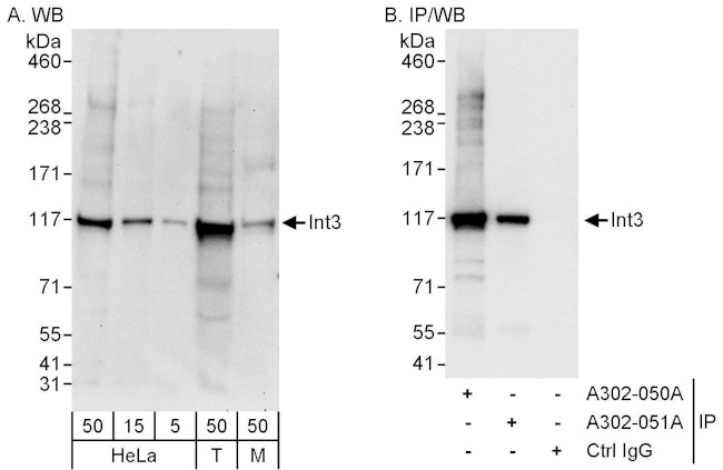 INT3 Antibody in Western Blot (WB)