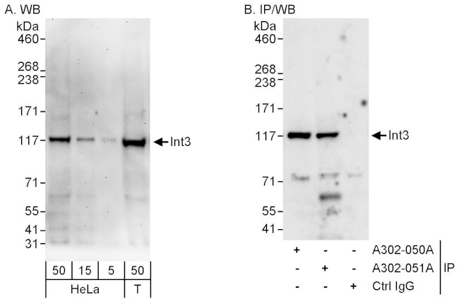 INT3 Antibody in Western Blot (WB)