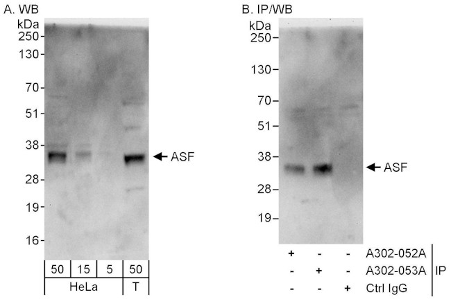 ASF Antibody in Western Blot (WB)