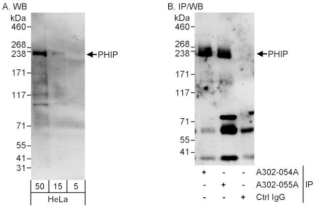 PHIP Antibody in Western Blot (WB)