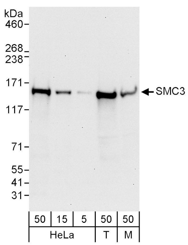 SMC3 Antibody in Western Blot (WB)