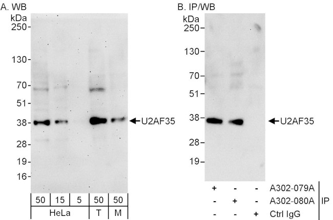 U2AF35 Antibody in Western Blot (WB)