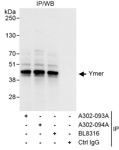 Ymer Antibody in Immunoprecipitation (IP)