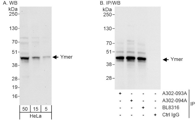 Ymer Antibody in Western Blot (WB)