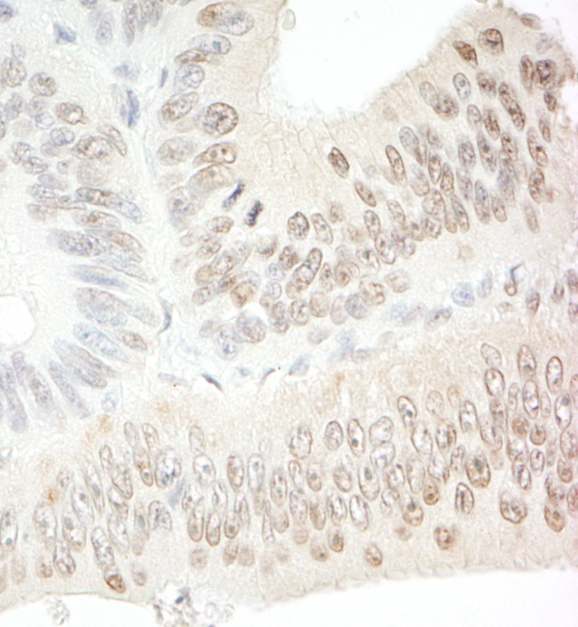 C1orf55 Antibody in Immunohistochemistry (Paraffin) (IHC (P))