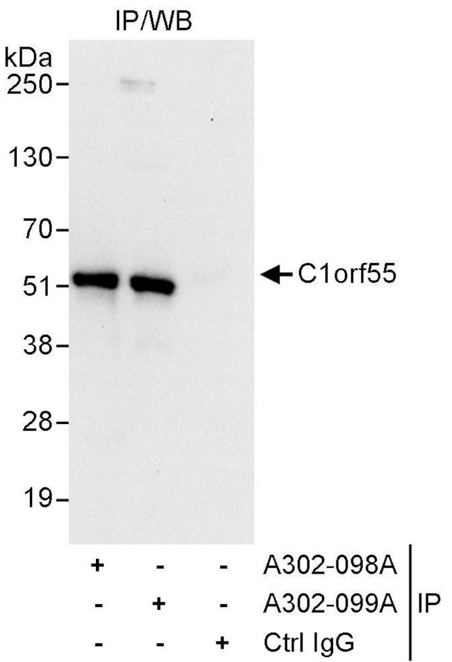 C1orf55 Antibody in Immunoprecipitation (IP)
