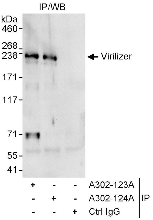 Virilizer Antibody in Immunoprecipitation (IP)