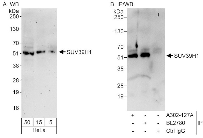 SUV39H1 Antibody in Western Blot (WB)