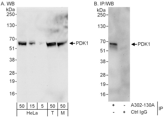 PDPK1 Antibody in Western Blot (WB)