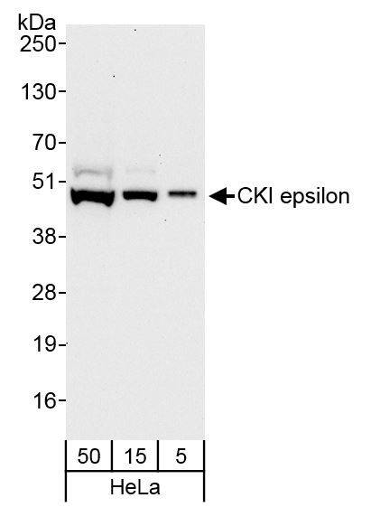 CKI epsilon Antibody in Western Blot (WB)