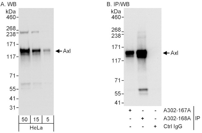 Axl Antibody in Western Blot (WB)
