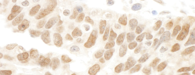 Abraxas Antibody in Immunohistochemistry (Paraffin) (IHC (P))