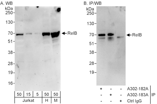 RelB Antibody in Western Blot (WB)