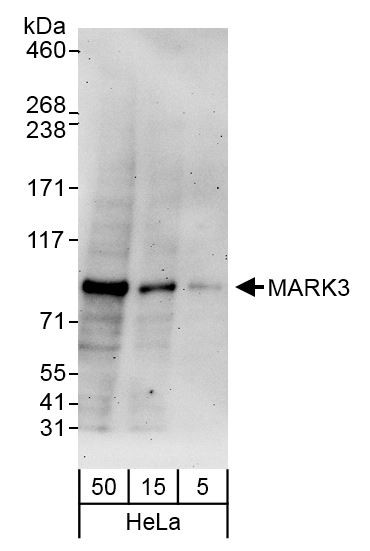 MARK3 Antibody in Western Blot (WB)